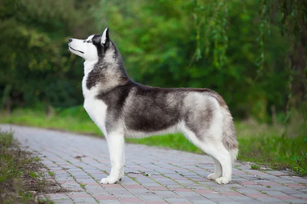 Gyönyörű Szürke Fehér Szibériai Husky Természetben — Stock Fotó