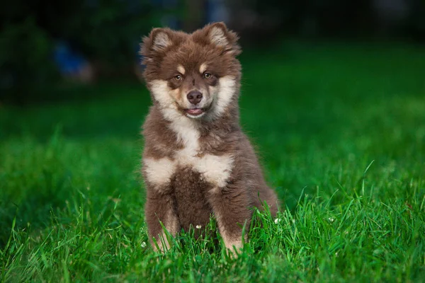 Lapphund Finlandês Parque — Fotografia de Stock