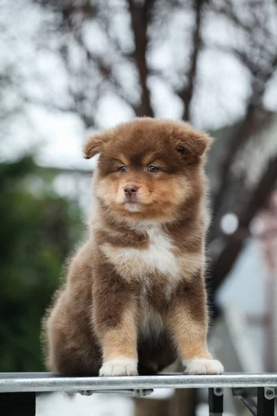 Piccoli Cuccioli Finlandesi Lapphund Sembrano Orsi — Foto Stock