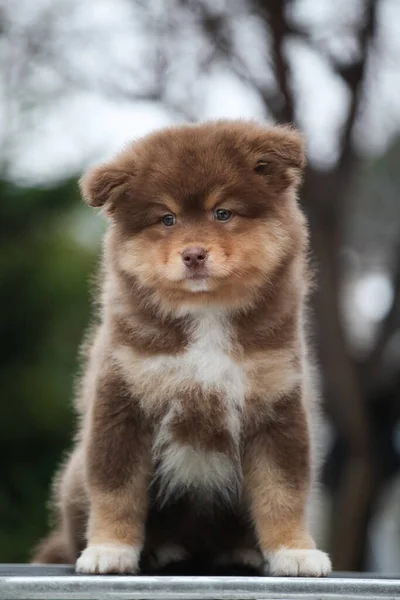 Małe Fińskie Szczeniaki Lapphund Wyglądają Jak Niedźwiedzie — Zdjęcie stockowe