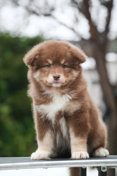 Les Petits Chiots Finlandais Lapphund Ressemblent Des Ours — Photo