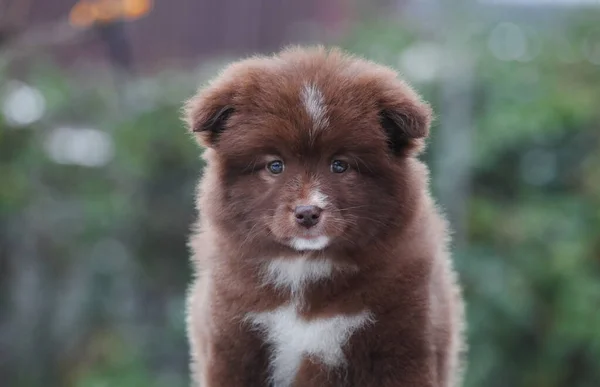 Pequenos Filhotes Lapphund Finlandeses Parecem Ursos — Fotografia de Stock