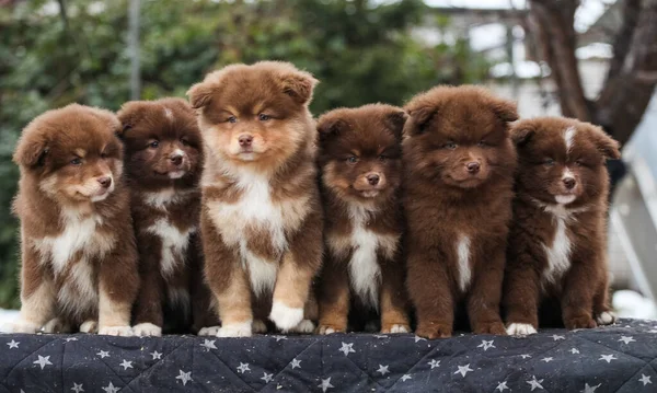 Veel Finse Lapphund Puppies Poseren Voor Camera — Stockfoto