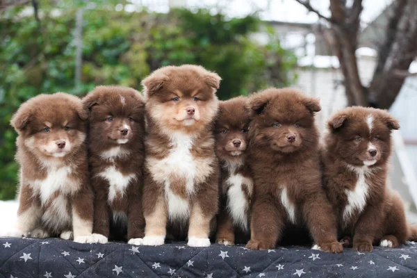Veel Finse Lapphund Puppies Poseren Voor Camera — Stockfoto