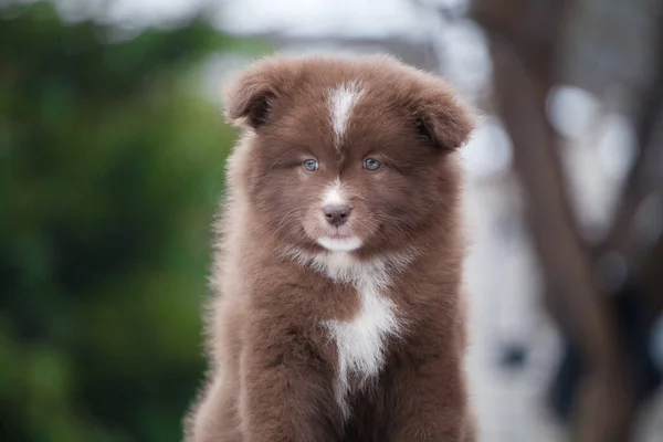 小さなフィンランドのラップランドの子犬はクマのように見えます — ストック写真
