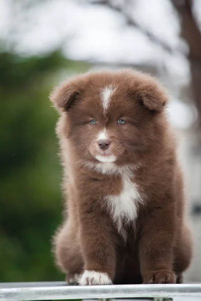 Pequeños Cachorros Finlandeses Lapphund Parecen Osos —  Fotos de Stock