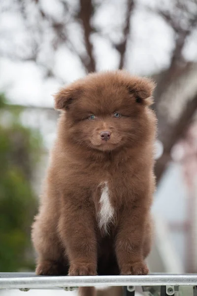 Piccoli Cuccioli Finlandesi Lapphund Sembrano Orsi — Foto Stock