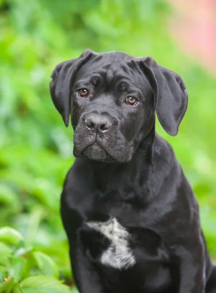 Güzel Baston Corso Köpek Açık Havada Portre — Stok fotoğraf