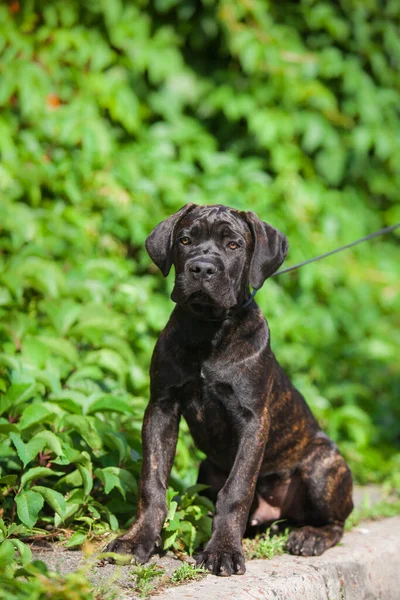 美しい杖コルソ子犬屋外の肖像画 — ストック写真