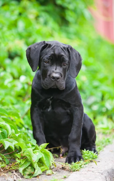 Belle Canne Corso Chiot Extérieur Portrait — Photo