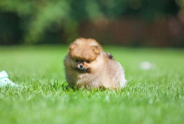Little Pomeranian Puppy Street — Stock Photo, Image
