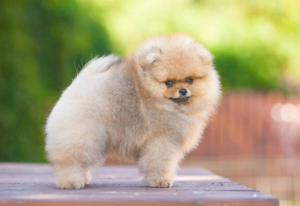 Μικρό Pomeranian Κουτάβι Στο Δρόμο — Φωτογραφία Αρχείου