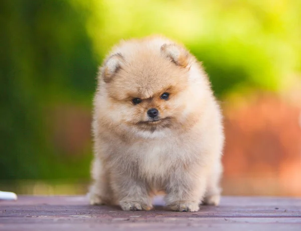 Petit Chiot Poméranien Dans Rue — Photo