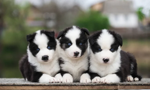 Beaucoup Chiots Yakut Laika Posant Pour Caméra — Photo