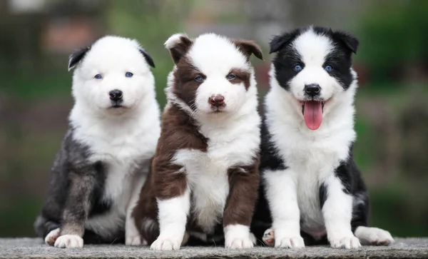 Veel Yakut Laika Puppies Poseren Voor Camera — Stockfoto