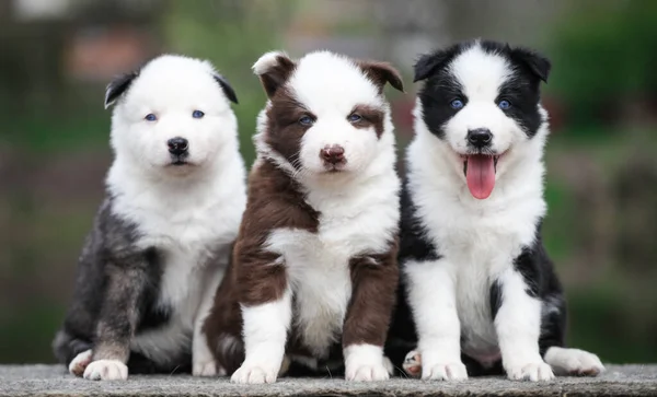 Beaucoup Chiots Yakut Laika Posant Pour Caméra — Photo