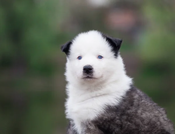 Yakut Laika Köpek Yavrusu Açık Havada Portre — Stok fotoğraf