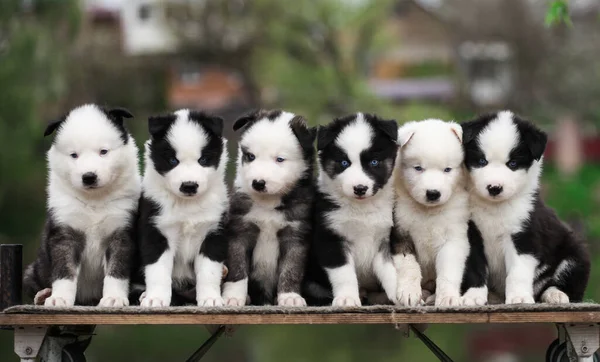 Muitos Cachorros Yakut Laika Posando Para Câmera — Fotografia de Stock