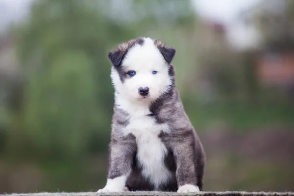 Yakut Laika Köpek Yavrusu Açık Havada Portre — Stok fotoğraf