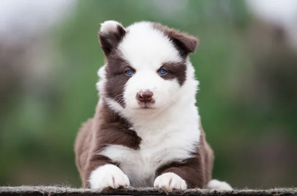 Yakut Laika Valp Porträtt Utomhus — Stockfoto