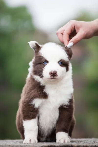 Yakut Laika Puppy Portrait Outdoors — Stock Photo, Image