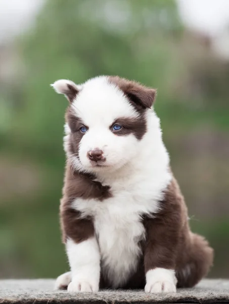 Yakut Laika Puppy Portrait Outdoors — Stock Photo, Image