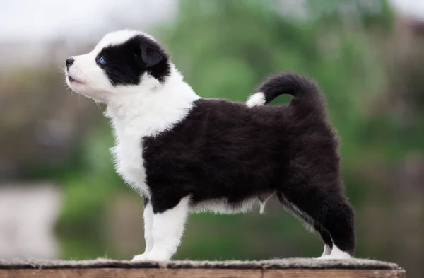 Yakut Laika Köpek Yavrusu Açık Havada Portre — Stok fotoğraf