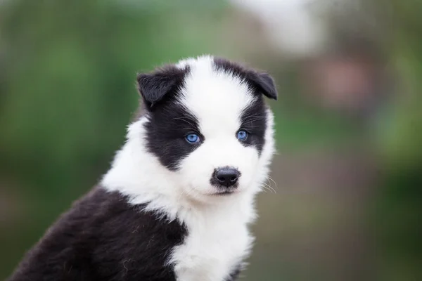 Yakut Laika Puppy Portrait Outdoors — Stock Photo, Image