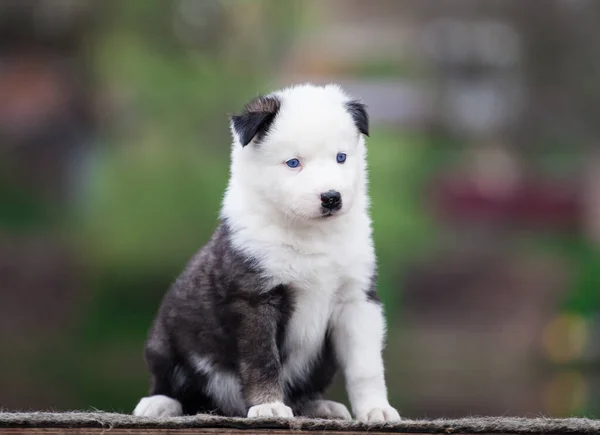 Yakut Laika Puppy Portret Buiten — Stockfoto