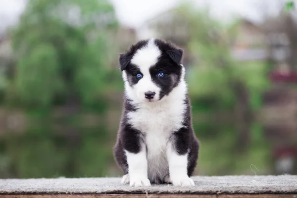 Yakut Laika Puppy Portrait Outdoors — Stock Photo, Image