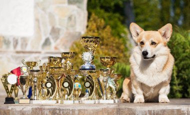 Galli Corgi hırkası ve gösteri ödülleri