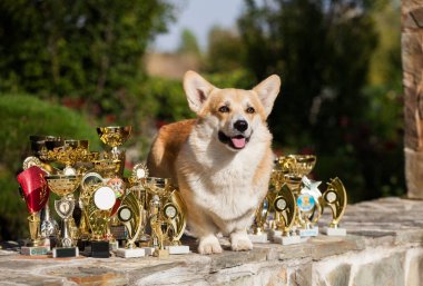 Galli Corgi hırkası ve gösteri ödülleri