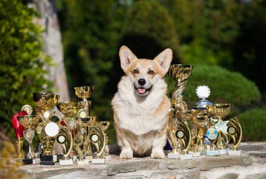 Galli Corgi hırkası ve gösteri ödülleri