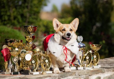 Royal Welsh Corgi hırkası ve gösteri ödülleri