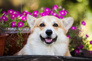 Galli Corgi hırkası parkta yürüyor.