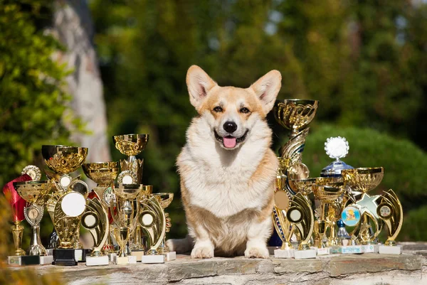Galli Corgi hırkası ve gösteri ödülleri
