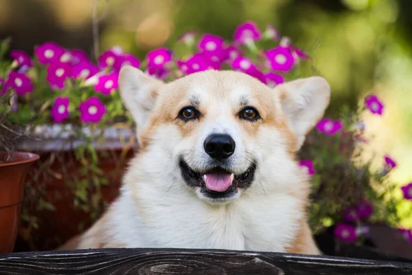 Welsh Corgi Cardigan Walks Park — Stock Photo, Image