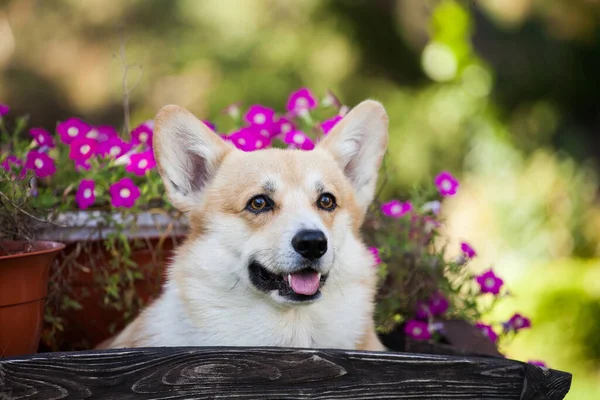 Galli Corgi hırkası parkta yürüyor.