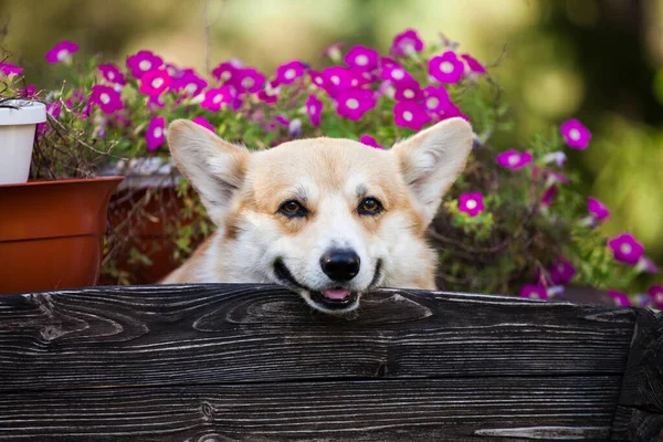 Galli Corgi hırkası parkta yürüyor.