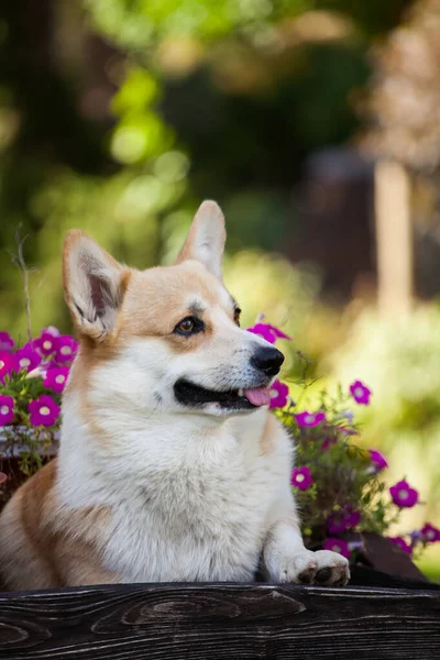 Cardigan Corgi Galés Pasea Por Parque — Foto de Stock