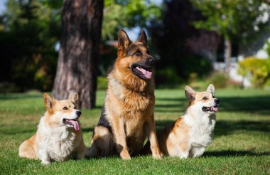Galli Corgi hırkası ve Alman çoban köpeği.