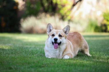 Galli Corgi hırkası parkta yürüyor.
