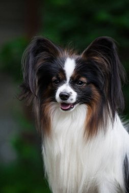 Çok güzel bir cins papillon köpek.