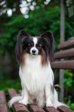 Çok güzel bir cins papillon köpek.