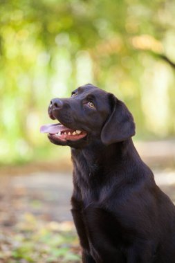 Parkta çikolatalı labrador Retriever portresi