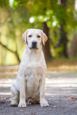 Parkta sarı labrador Retriever portresi