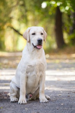 Parkta sarı labrador Retriever portresi
