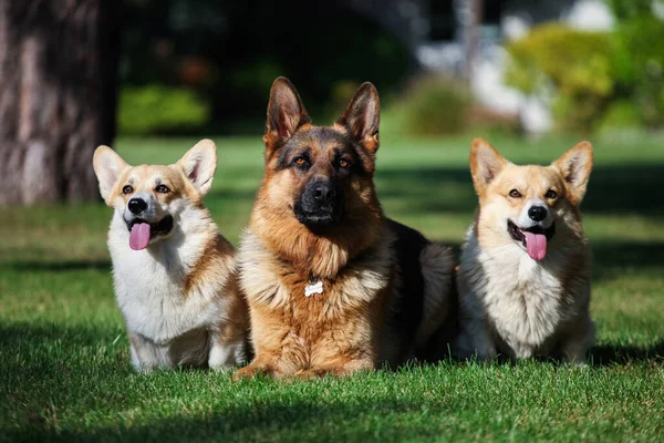 Kardigan Walijski Corgi Owczarek Niemiecki — Zdjęcie stockowe