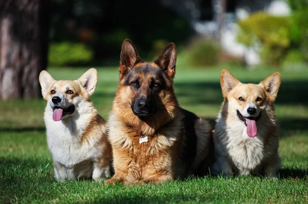 Galli Corgi hırkası ve Alman çoban köpeği.
