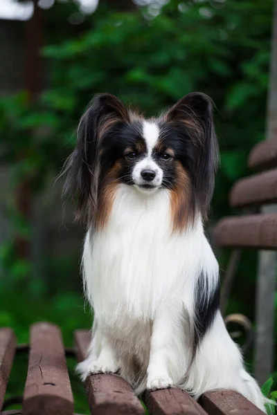 Cão Muito Bonito Papillon Raça — Fotografia de Stock